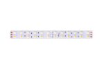 Светодиодная лента DesignLed DSG5120-24-W+WW-33 000515