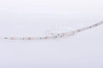 Светодиодная лента DesignLed DSG260-12-NW-33 001491